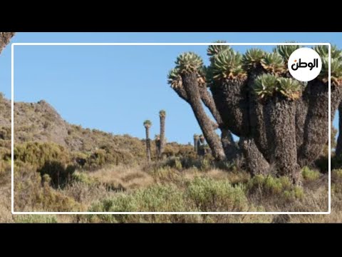 الجندل العملاق معجزة نباتية نادرة على قمة كليمنجارو