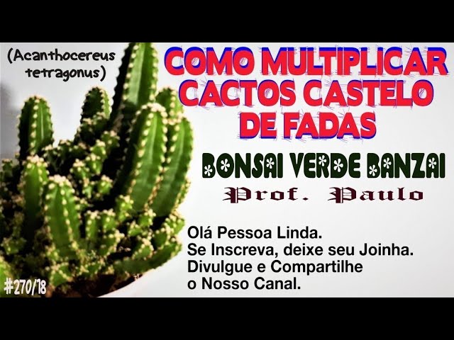 MULTIPLICAÇÃO DE CACTO CASTELO DE FADAS, E COMO REPLANTAR. - thptnganamst.edu.vn