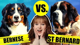 BERNESE MOUNTAIN DOG VS ST BERNARD by Fenrir Bernese Mountain Dog Show 3,349 views 2 years ago 6 minutes, 6 seconds