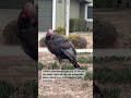 Face to Face with a Wild Turkey 🦃 | She Wasn’t Shy! #WildTurkey #NatureCloseUp #unexpectedvisitor