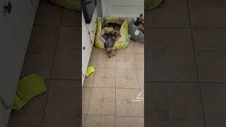 Sure Gard Dog Terrier