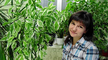 Педилантус.  Пересадка