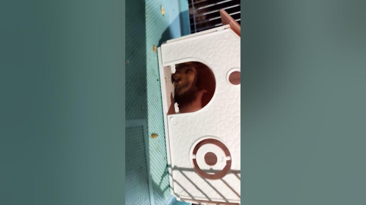 #song #arrahman #entertainment #folksong #musicgenre #birds #gsds #love #pets #musicvideo