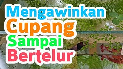 Cara Mengawinkan Ikan Cupang untuk Pemula - Durasi: 9.03. 