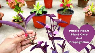 Purple heart plant care and propagation with result | How to grow Purple heart plant | Garden Tales