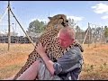 Man Reunites With African Cheetah 2nd Time | Do Big Cats Remember You | Love Hugs & Kisses