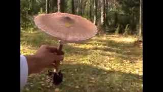 Grzyby jadalne - Grzybobranie 2013 - spacer po lesie - Borowik szlachetny i inne