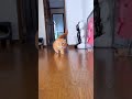 尻尾と足の長さが正反対すぎる猫