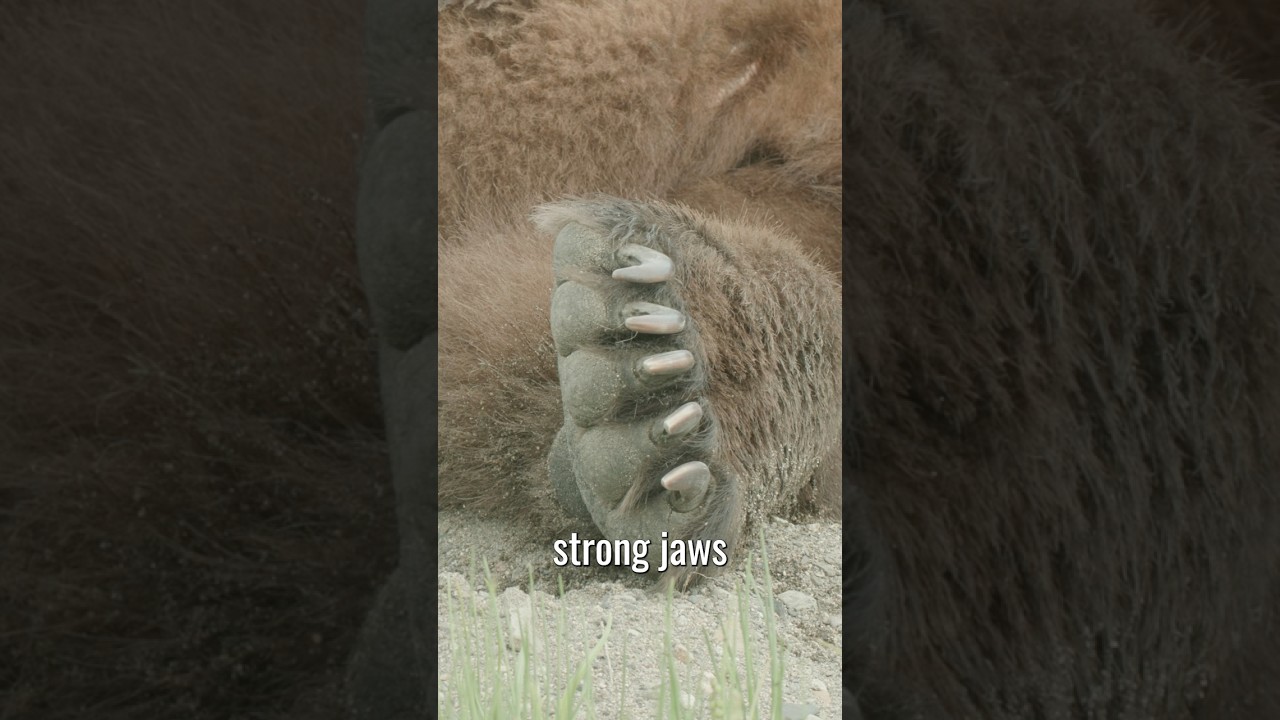 Grizzly Vs Lion?