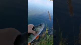 Окуняра на микроджиг🤩🎣 #рыбалка #казань #джиг #спиннинг #рыбак #рыба #окунь #микроджиг #ультралайт