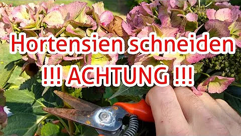 Wo schneidet man verwelkte Hortensienblüten ab?