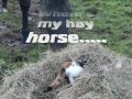 My horse Pussy