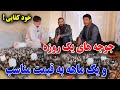 تجارت کوچک با 5000 افغانی آغاز کنید فارم مرغ در دامنه کوه جوجه ها یک ماه را چگونه نگهداری کنیم