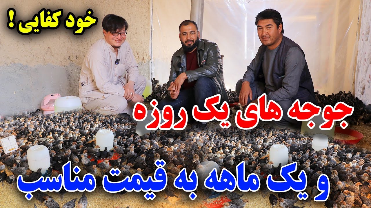 تجارت کوچک با 5000 افغانی آغاز کنید فارم مرغ در دامنه کوه/جوجه ها یک ماه را چگونه نگهداری کنیم؟