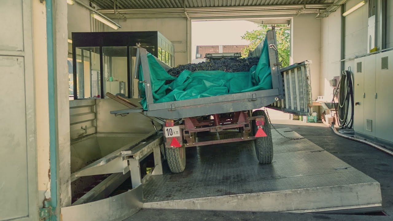 Traubenanlieferung in der Domaine Pöttelsdorf