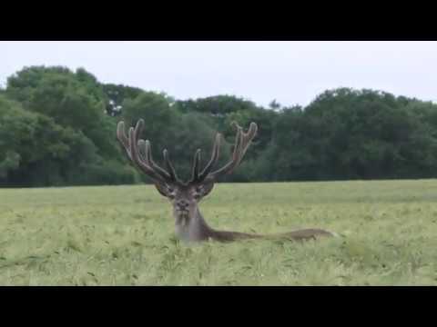 Video: Ster Sized Deer Ipinanganak Sa Espanya