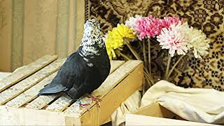 Голубь Мишка занял коробку чиля (Pigeon Mishka took another pigeon&#39;s box)