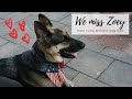 First vlog without our dog Zoey 😢 | Weekly Vlog #12