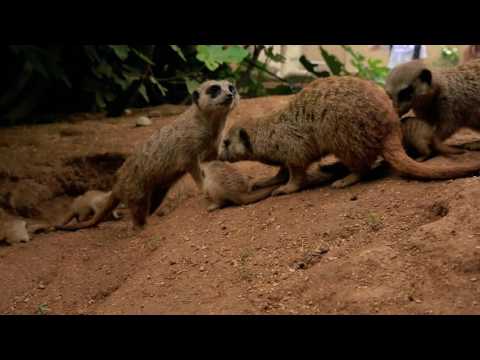 Cuccioli di lemure, suricato e antilope nati a Zoom