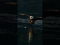 Beautiful eagles flies in and snatches a fish right from the top of the water in golden light.