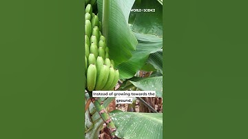 The Real Reason Why Bananas Are Curved Will Blow Your Mind! #shorts #science #fruit