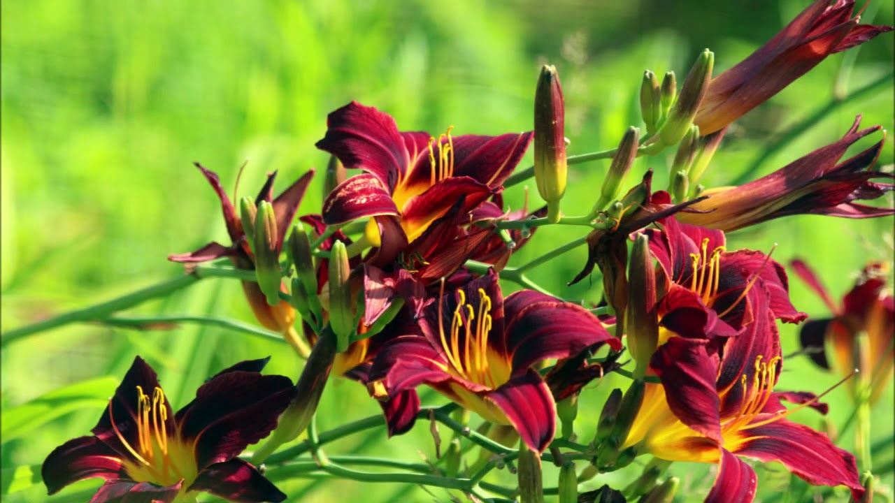 Plants That Thrive Under Walnut Trees Daylilies