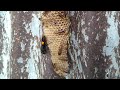 Banded hornet attack paper wasp nest (paper wasps helpless)