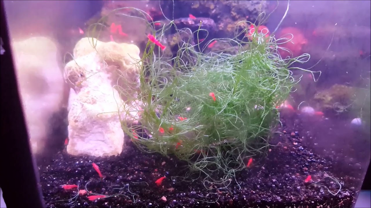 Singapore Opae Ula Super red hawaiian volcano shrimps, endemic to the
