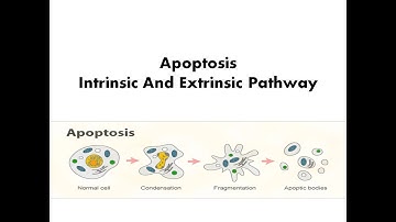 Apoptosis| Intrinsic and Extrinsic Pathway