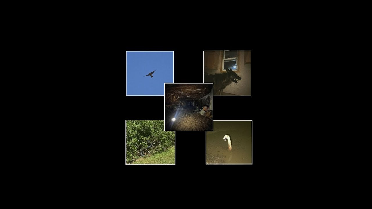 Compilation of Eerie Urban Wildlife Encounters - June 2025