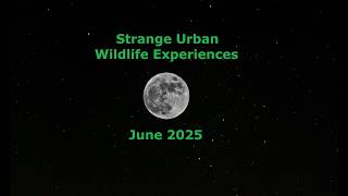 Strange Urban Wildlife Experiences - June 2025