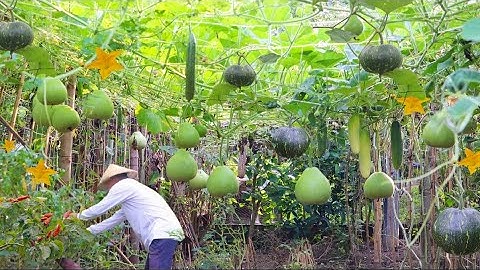 When Life Gives You Plenty of Veggies - Truly a Nature’s Bounty! I Pinakbet I Joseph The Explorer