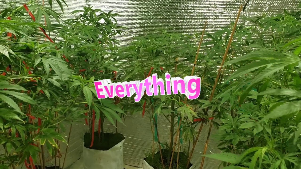 How to top dress & maintaining plants inside for 6 months in veg for 2020 season outside