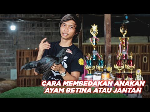 Video: Apakah anak ayam jantan atau betina?