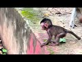 Amazing Monkey Helps Brady When He Feels Sad and Alone