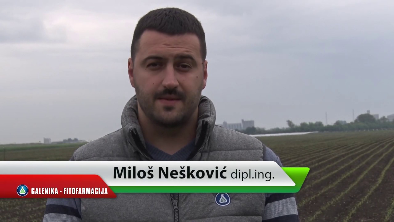 GALENIKA FITOFARMACIJA - Zaštita kukuruza od korova