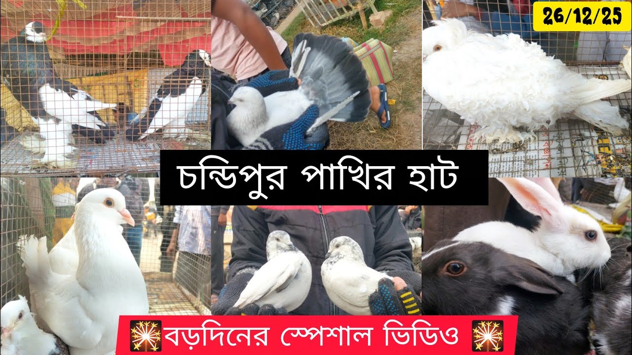 🎇চন্ডিপুর পাখির হাট।। বড়দিনের শুভেচ্ছা ও ভালোবাসা Chandipur Pet's Market price update 
