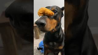 Chicken tender time!! #dog #dogtraining #funnydog #puppy #funny #doberman #xodus #dogshorts