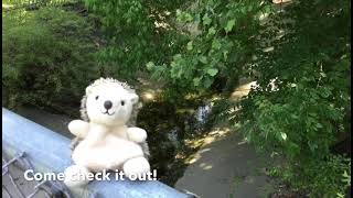 Exploring Cookeville Parks: Ensor Sink Natural Area