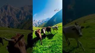 Cows are in the beautiful weather of Nuristan #afghanistan #foryou