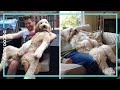 Hilarious  funny moments of big dogs    monkoodog