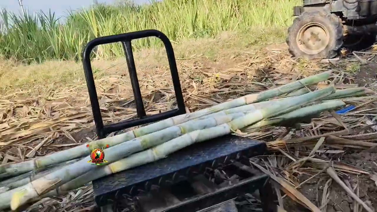 Co 86032vs फुले 13007 लाईव्ह वजन