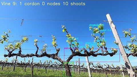 Spur pruned - Bud burst