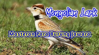 Masteran burung jawara,Mongolian lark