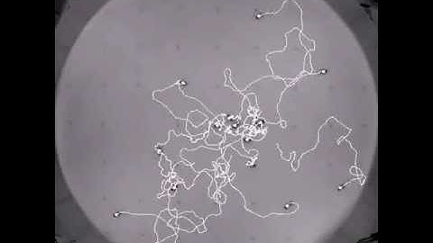 Tracking of multiple bees