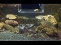 マンボウの泳ぐ水族館　志摩マリンランド の動画、YouTube動画。