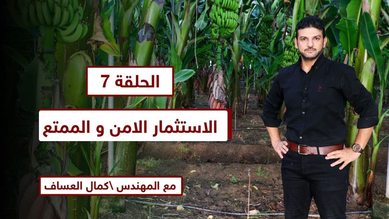 الحلقه السابعه/ الاستثمار في زراعة الموز استثمار أمن ومستقر ولا توجد به اي نسبة مخاطره برأس المال