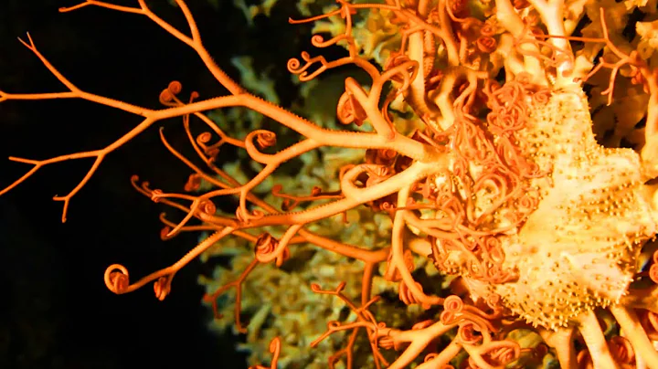 Incredible Life In Strange Coral Reefs - DayDayNews