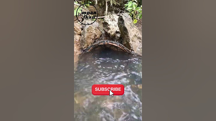Selain mancing, biasanya kamu nangkap ikan pakai cara apa
