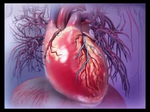 Visible Body | Virtual 3D Human Heart Anatomy Walkthrough